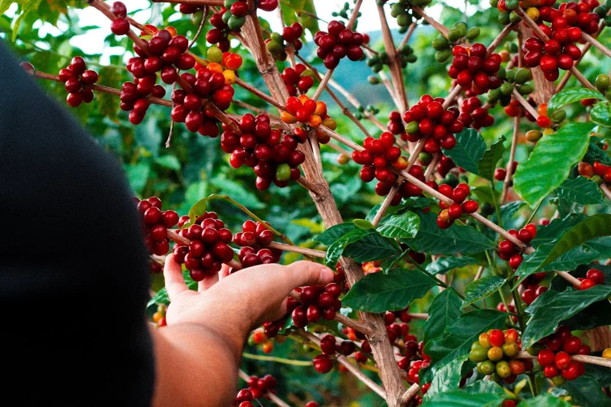 Hand picking a coffee cherry